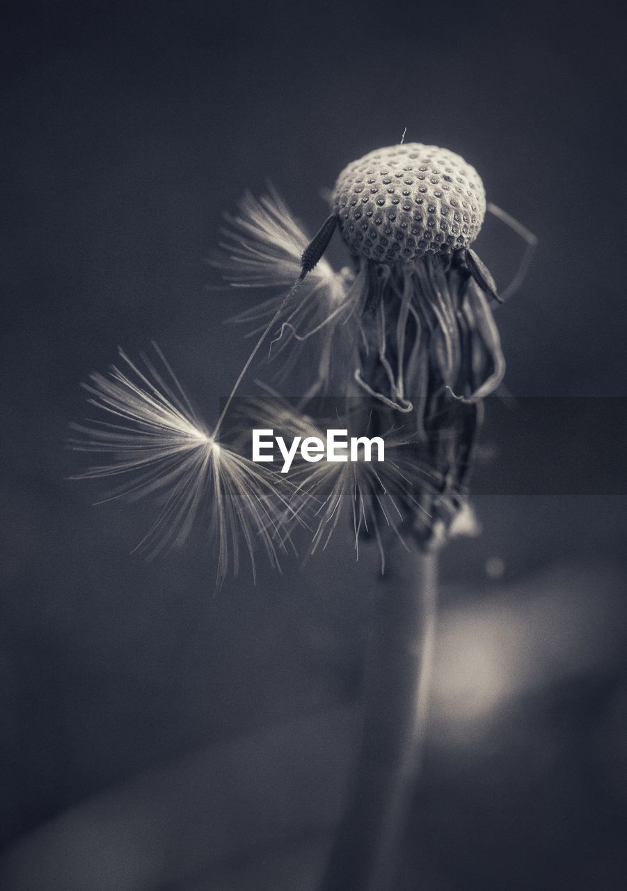 CLOSE-UP OF DANDELION FLOWER