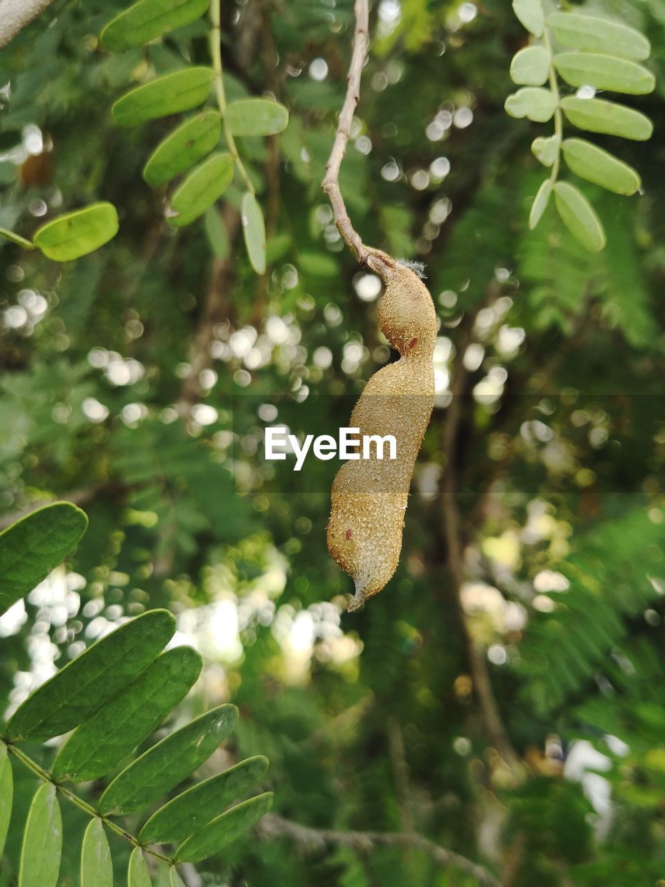 CLOSE-UP OF HONEY BEE ON TREE