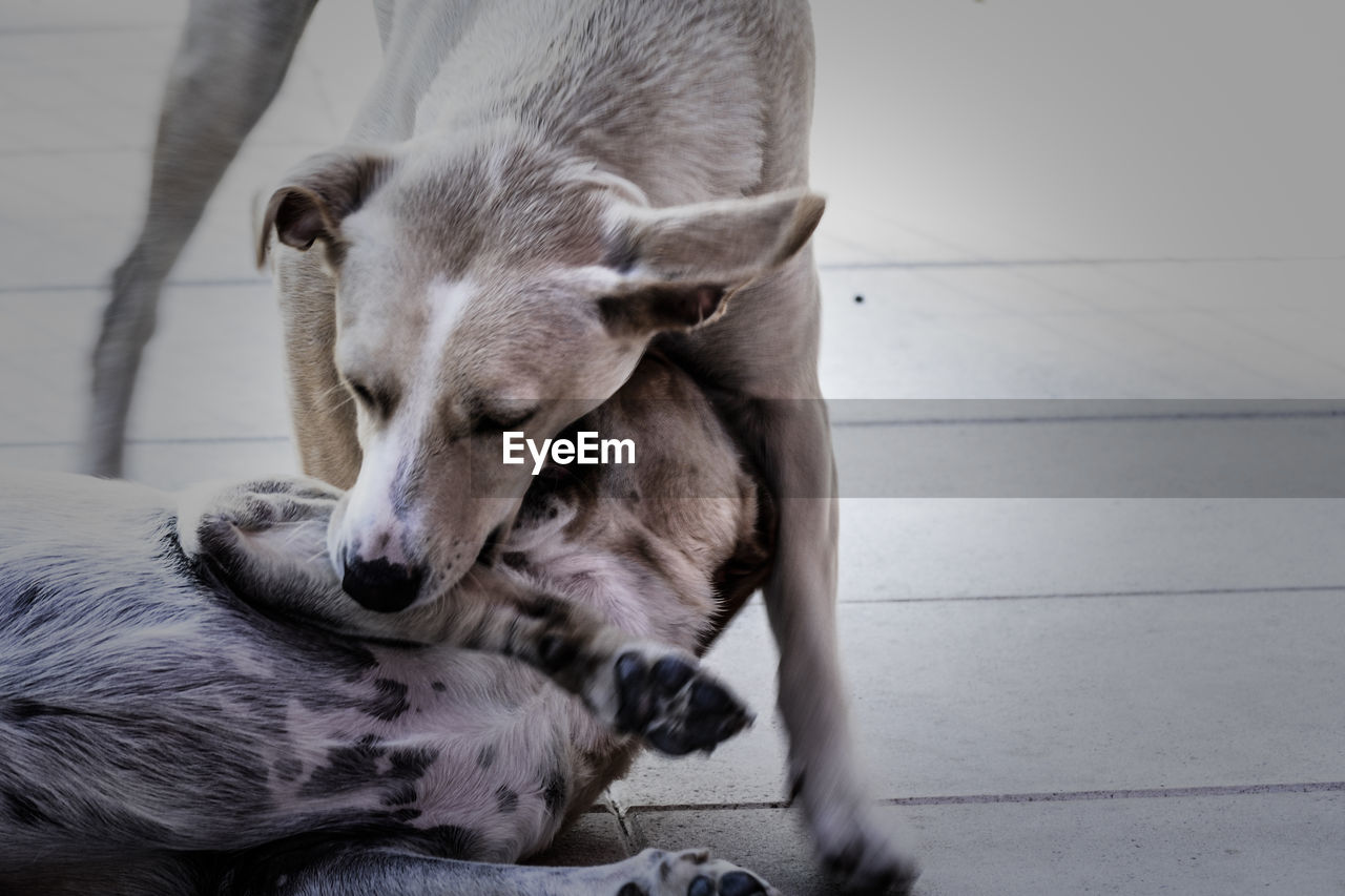 Close-up of a dog looking away