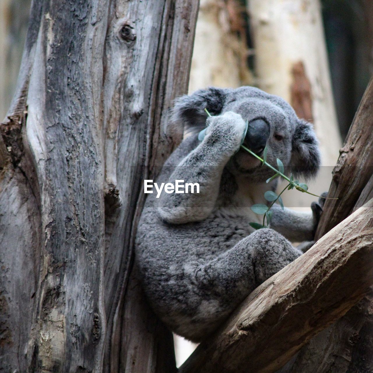 Close-up of koala sitting on tree trunk