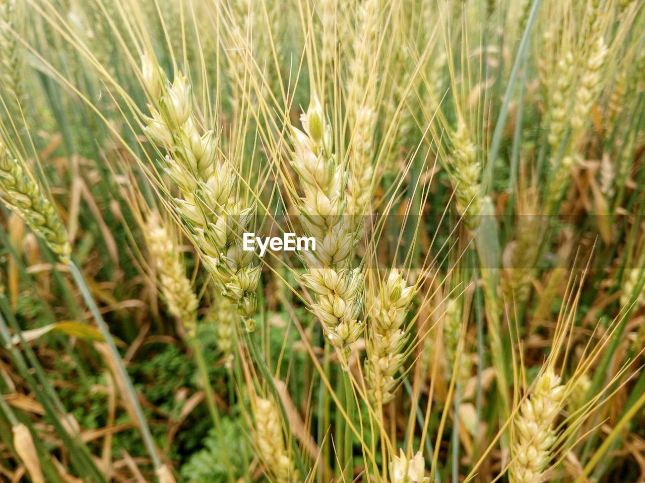 plant, agriculture, growth, crop, field, cereal plant, food, rural scene, land, farm, landscape, nature, wheat, triticale, beauty in nature, barley, close-up, no people, rye, einkorn wheat, emmer, hordeum, cereal, green, food grain, day, focus on foreground, prairie, whole grain, outdoors, tranquility, food and drink, ear of wheat, grass, selective focus, sunlight, plant stem, environment, backgrounds, scenics - nature