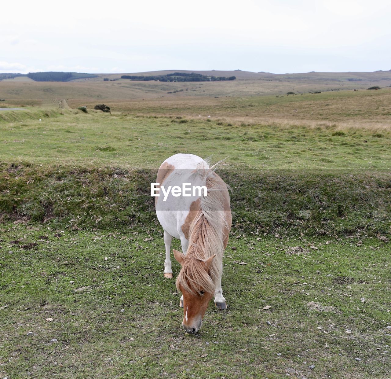 Horse grazing on landscape