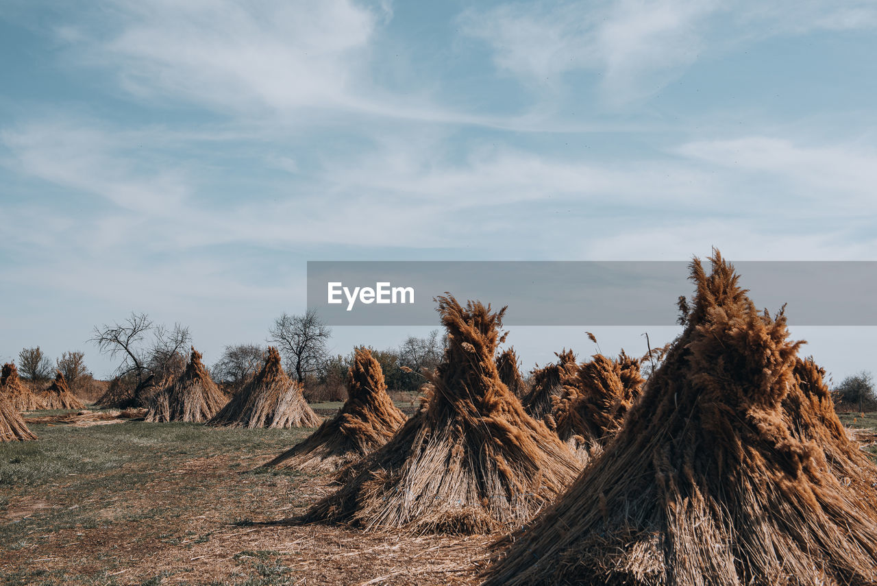 Low angle view of piles of reed on field against sky