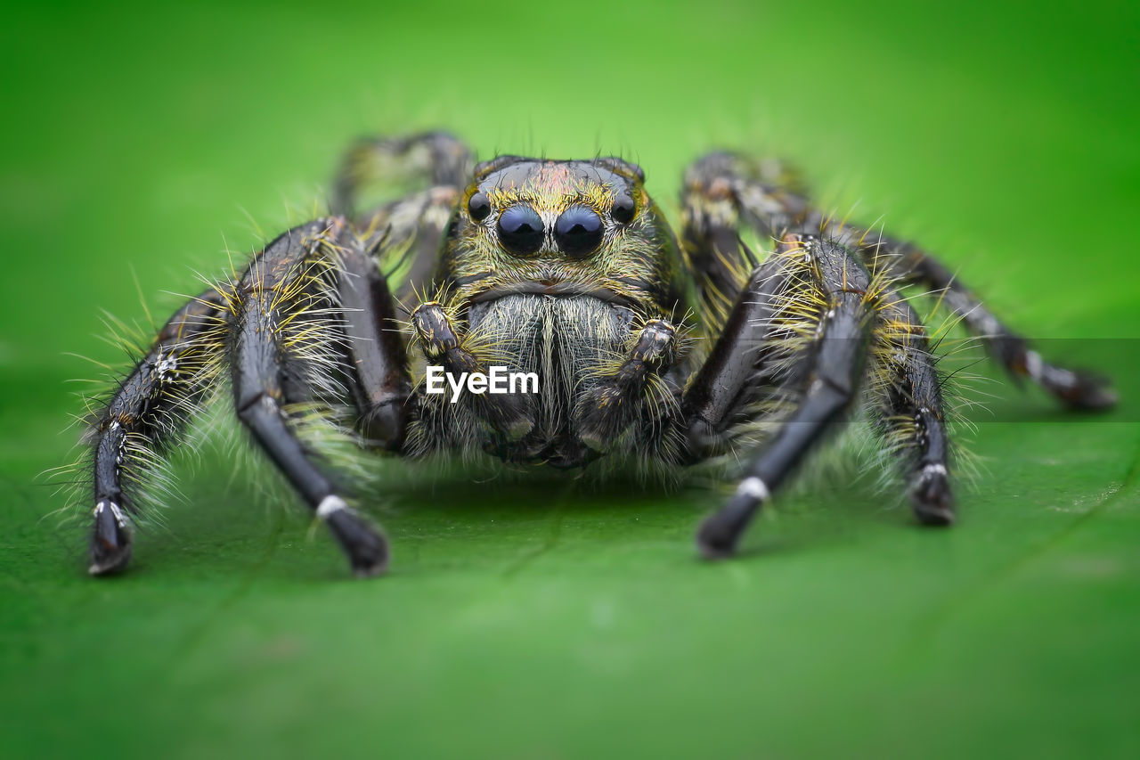 Close-up of spider on leaf