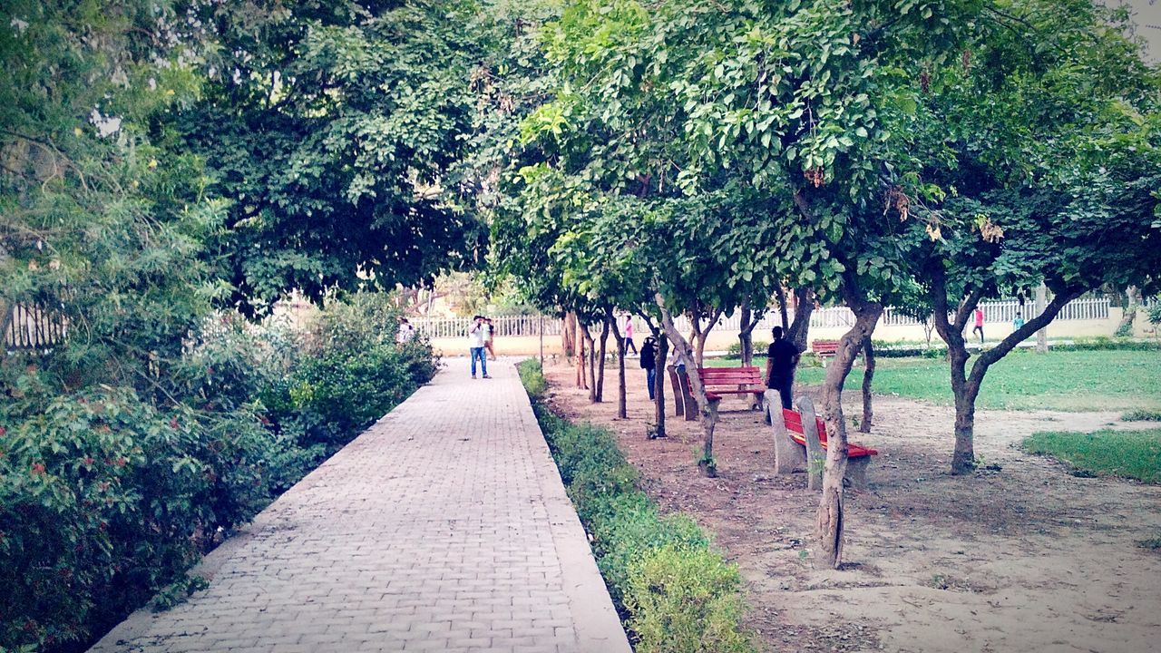 Footpath amidst trees