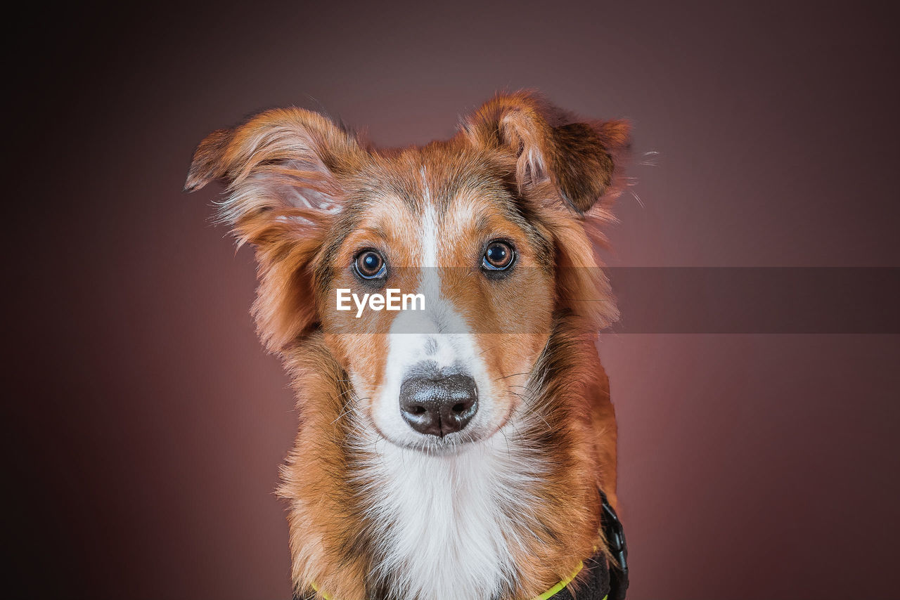 CLOSE-UP PORTRAIT OF A DOG AGAINST GRAY BACKGROUND