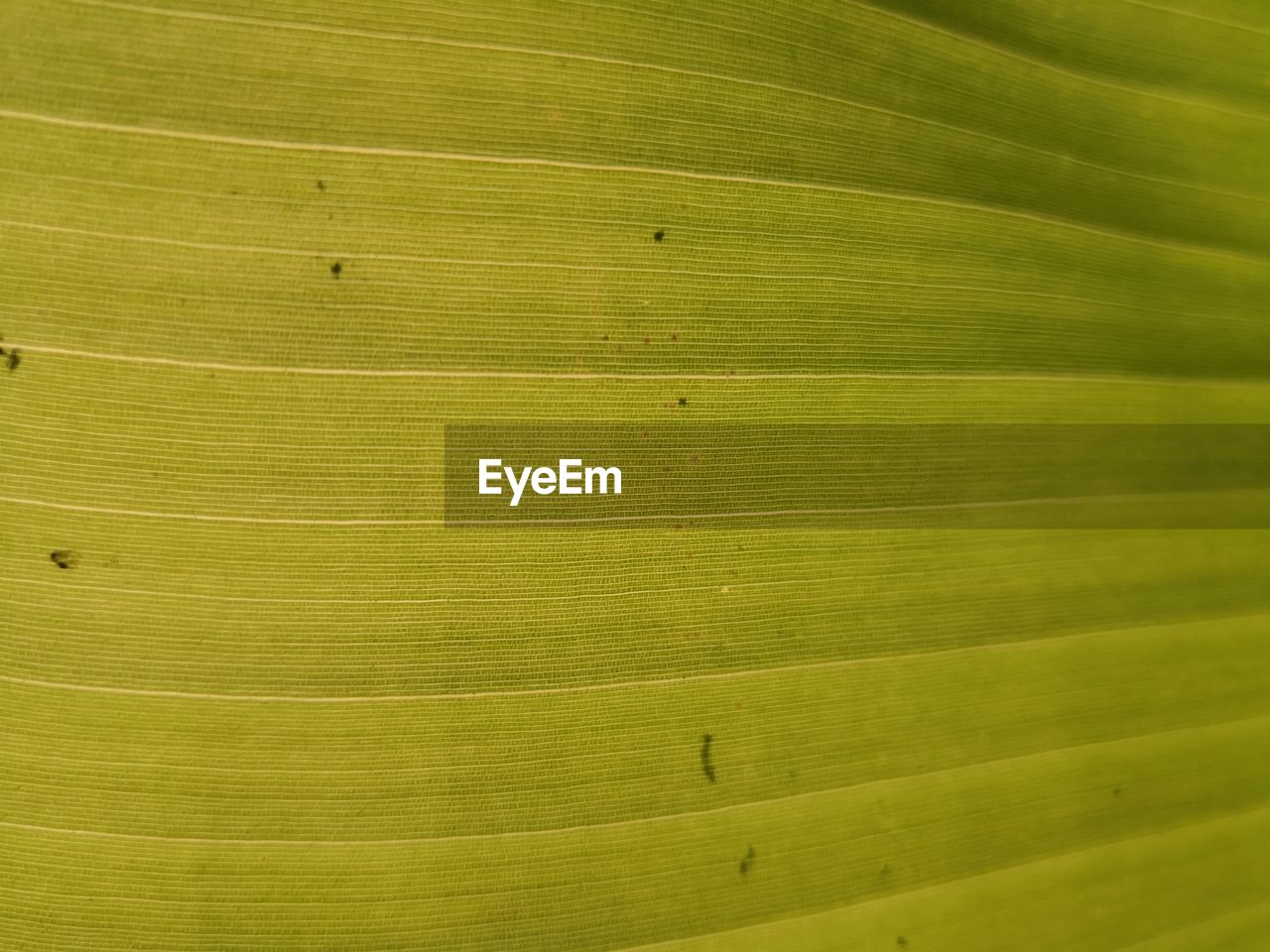 FULL FRAME SHOT OF YELLOW LEAF ON GREEN LEAVES