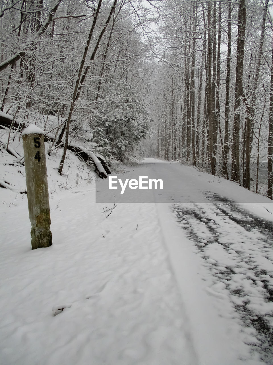 SNOW COVERED LAND BY TREES IN FOREST