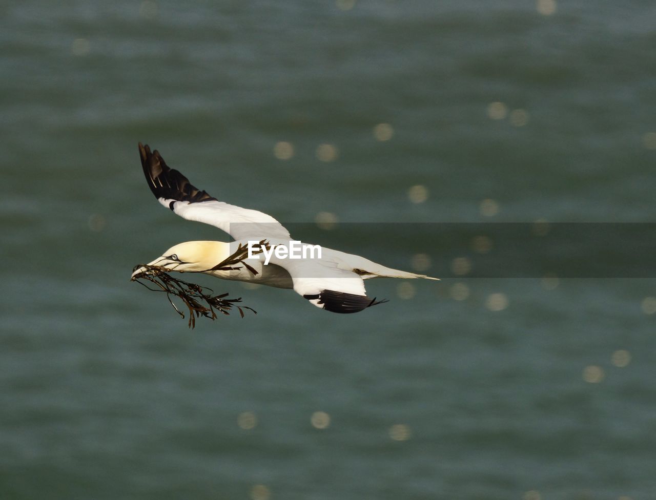 BIRD FLYING OVER LAKE