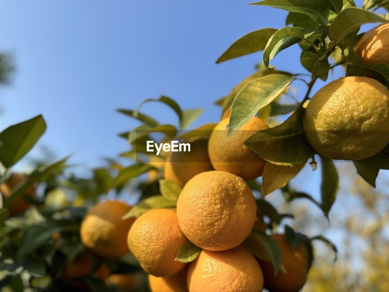 Low angle view of fruits on tree