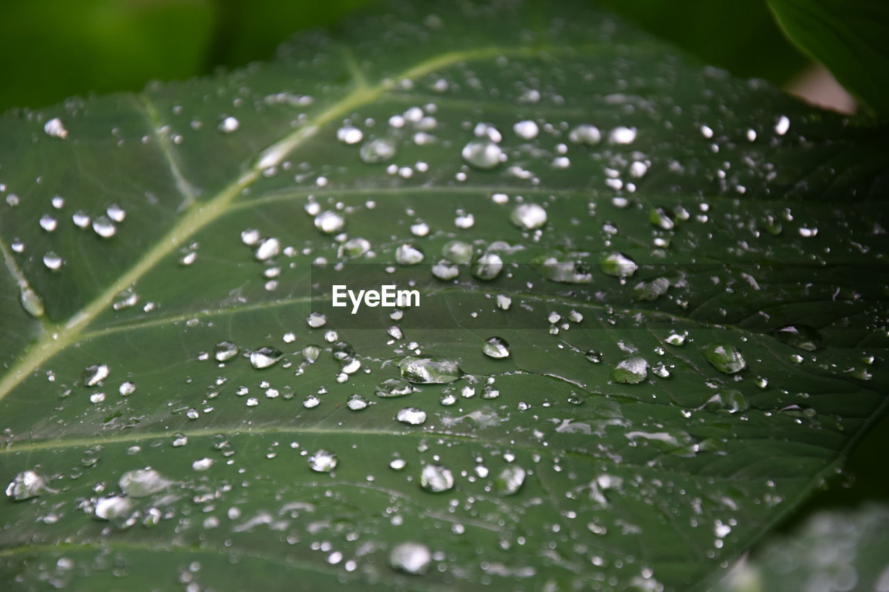 Close-up of raindrops on leaves