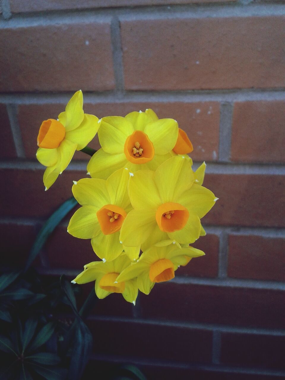 Close-up of yellow flowers blooming against brick wall