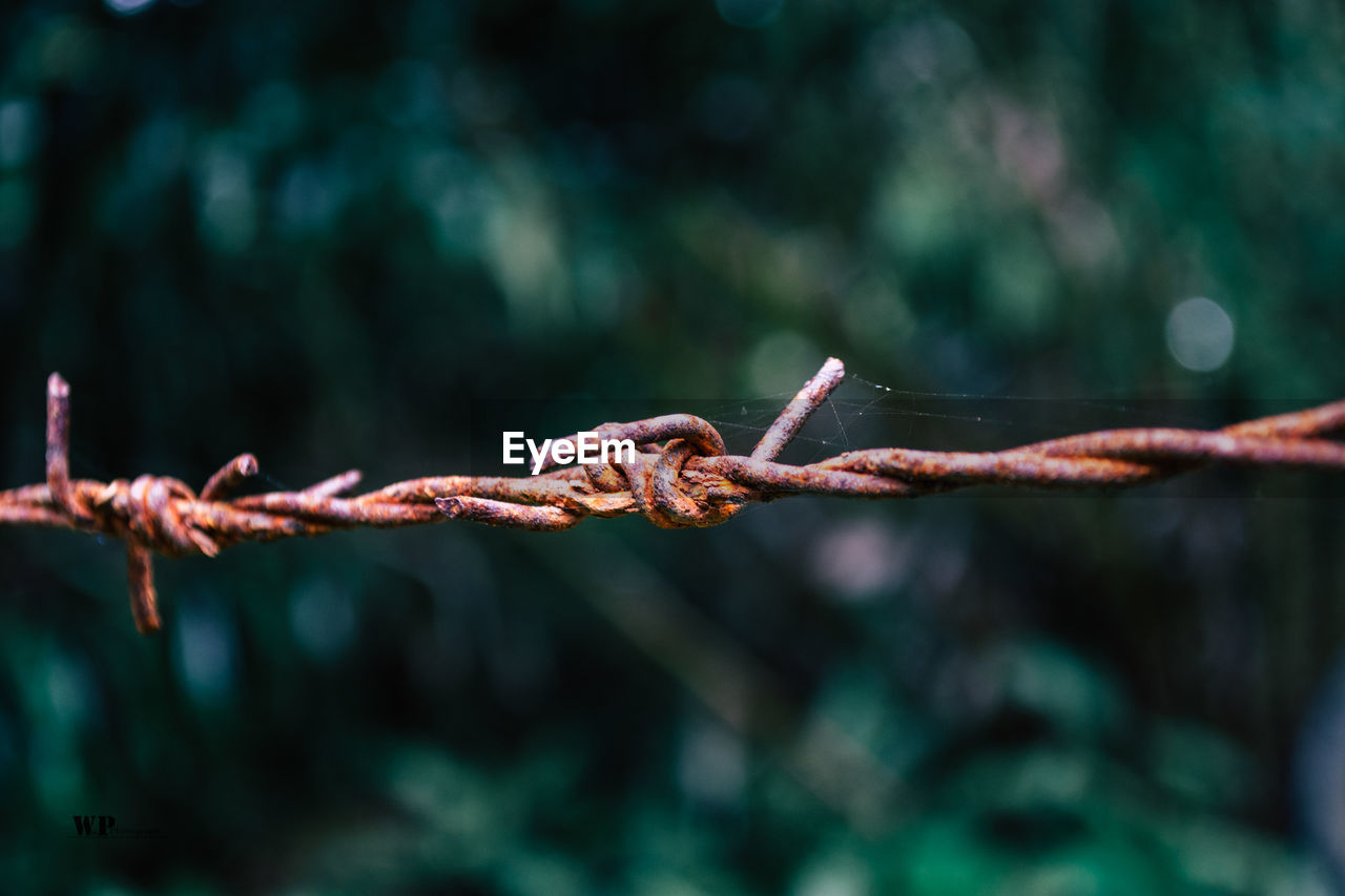 Close-up of barbed wire