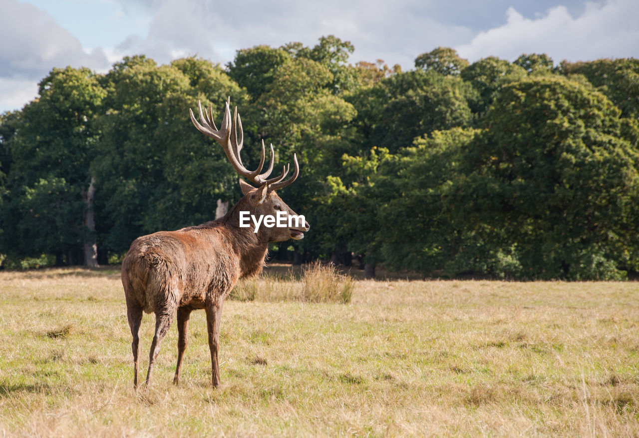 DEER ON FIELD BY TREE