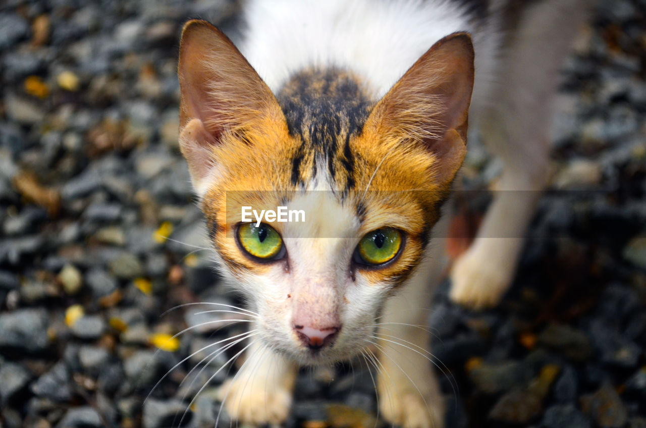 PORTRAIT OF CAT OUTDOORS