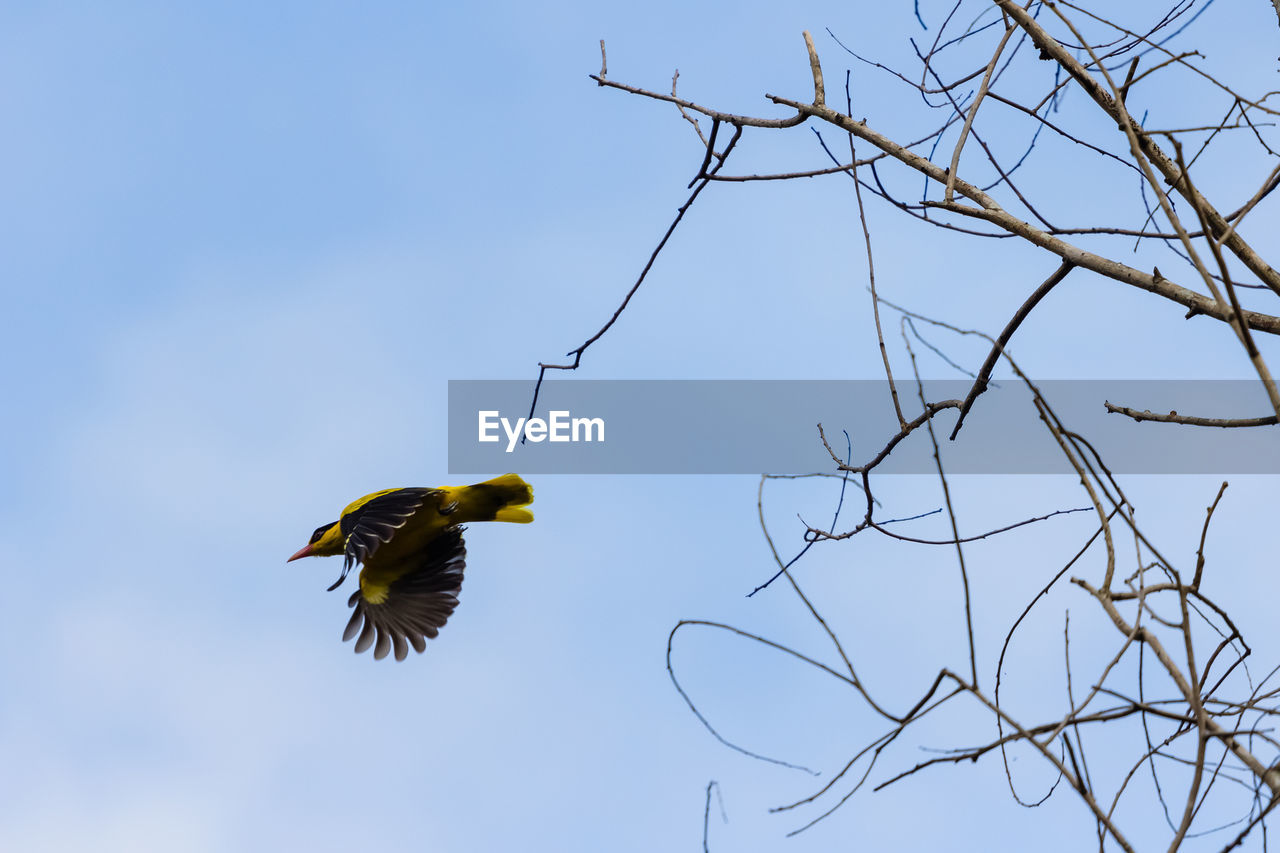 LOW ANGLE VIEW OF BIRD FLYING