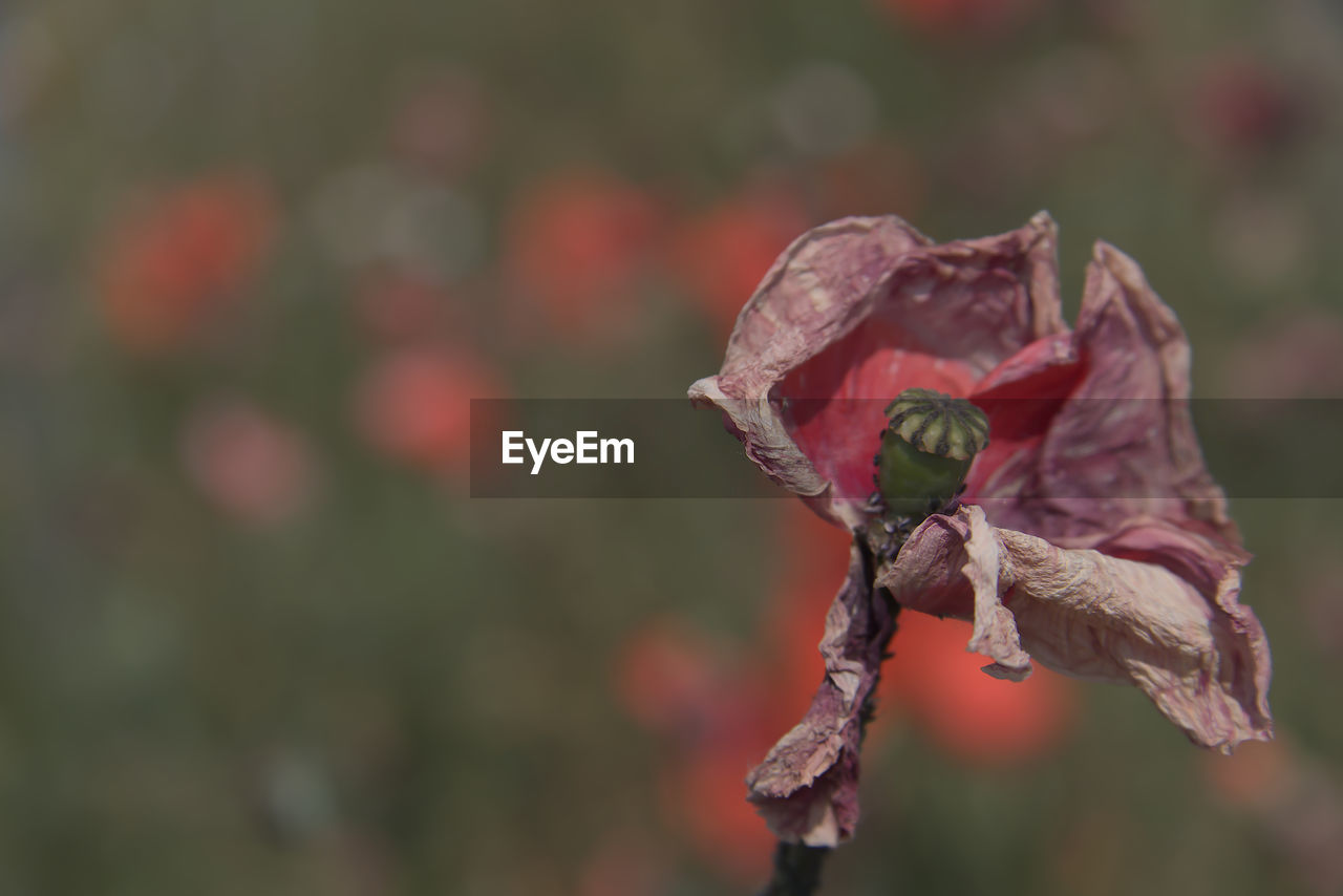 CLOSE-UP OF RED ROSE AGAINST BLURRED BACKGROUND