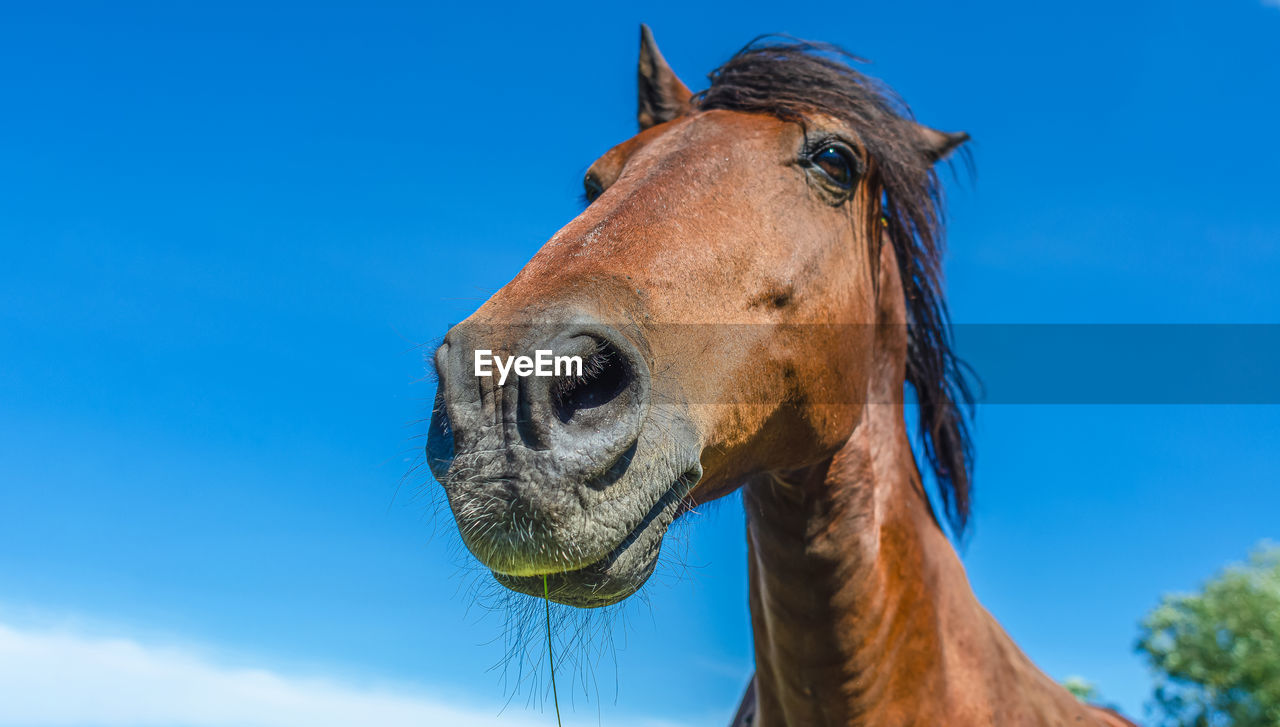 Portrait of the head of a brown horse against a blue sky. wide angle