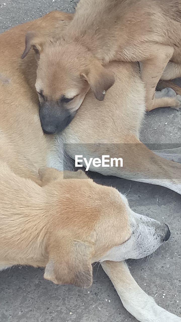 HIGH ANGLE VIEW OF PUPPY RELAXING