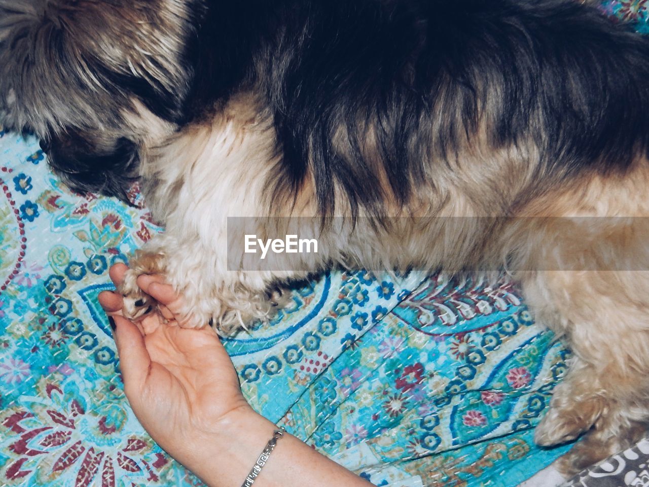 Cropped hand of woman holding dog paw on bed