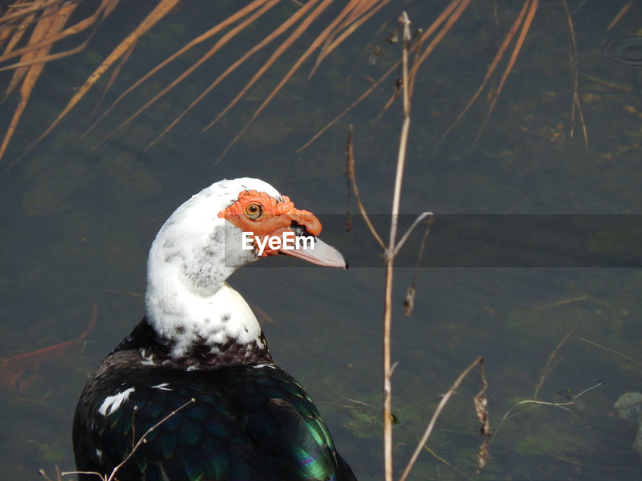 Close-up side view of bird perching against water