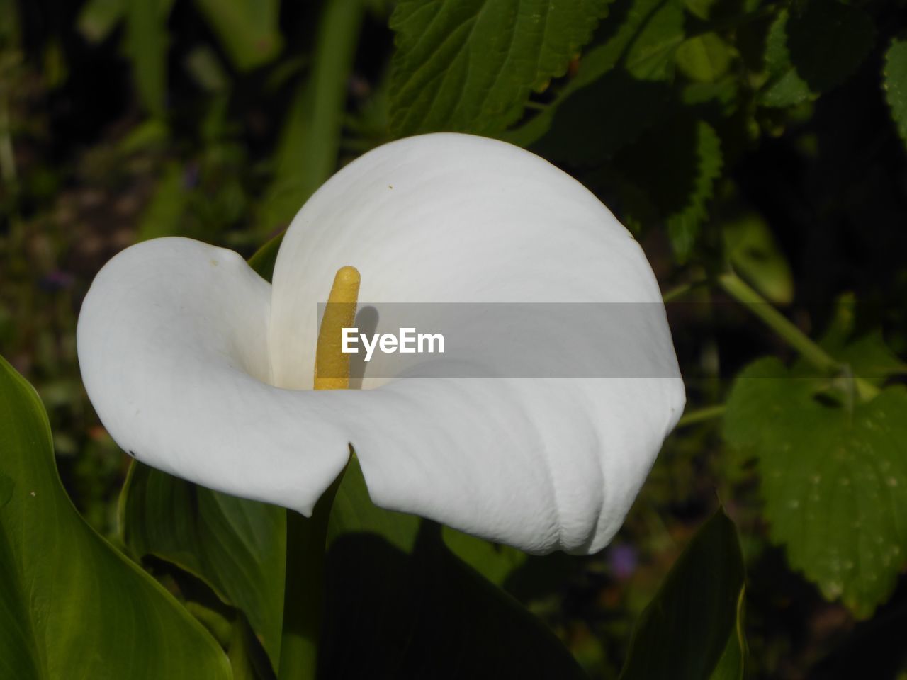 CLOSE-UP OF CALLA LILY BLOOMING OUTDOORS