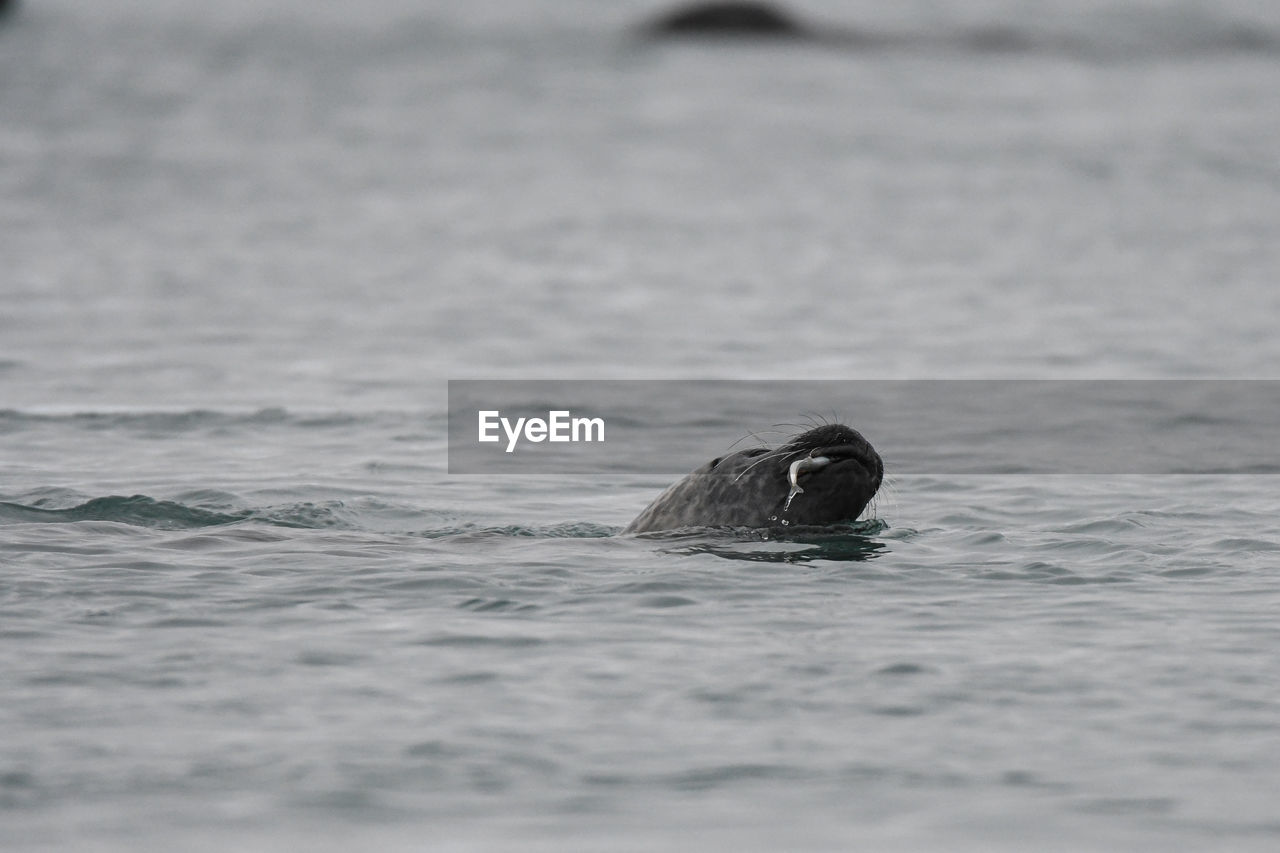 Wild seal in the jökulsarlon glacier lagoon