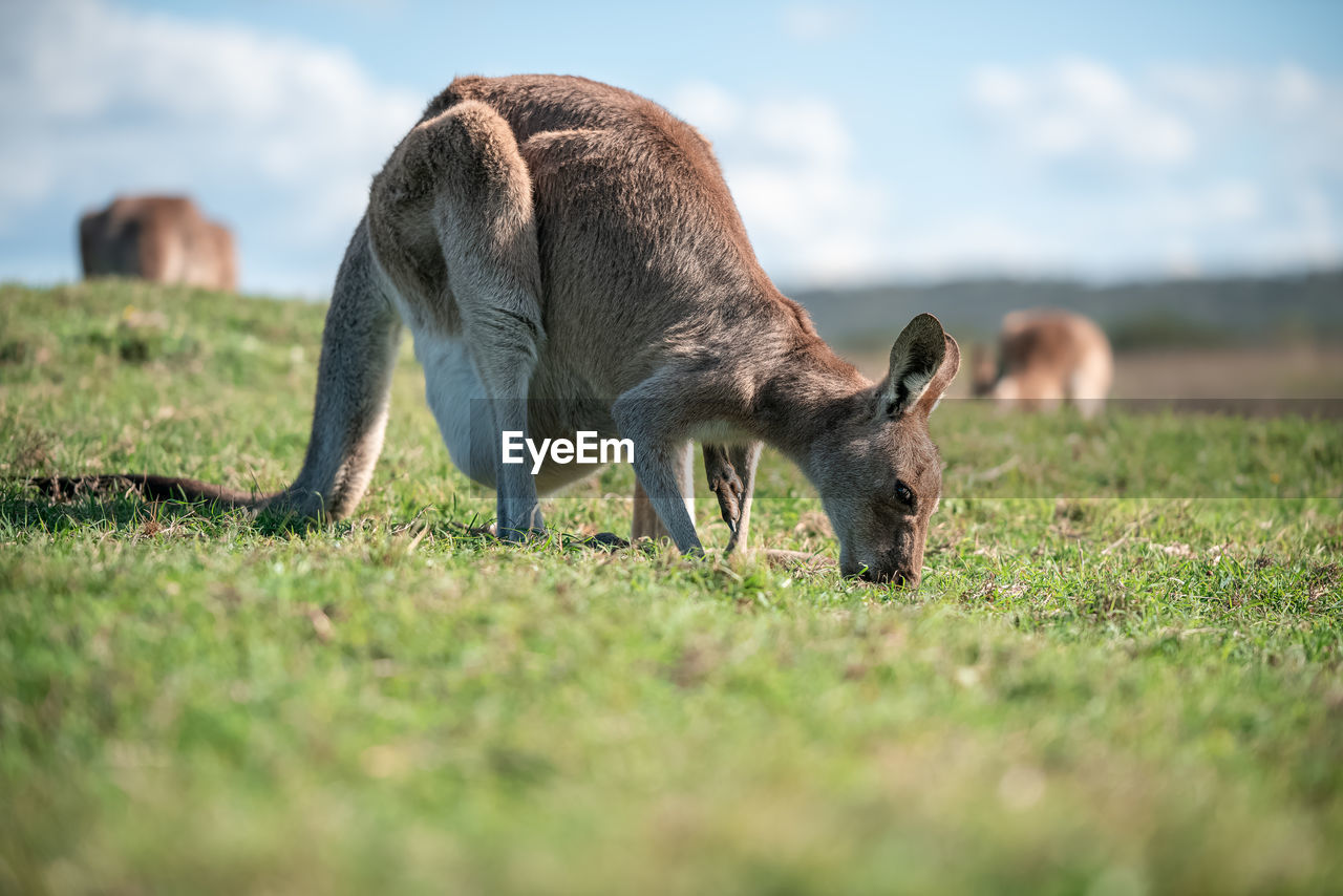 animal, animal themes, kangaroo, mammal, wildlife, grass, animal wildlife, nature, sky, grassland, plant, no people, one animal, outdoors, environment, wallaby, plain, selective focus, safari, landscape, cloud, day, field, agriculture, travel destinations, young animal, domestic animals, tourism, side view