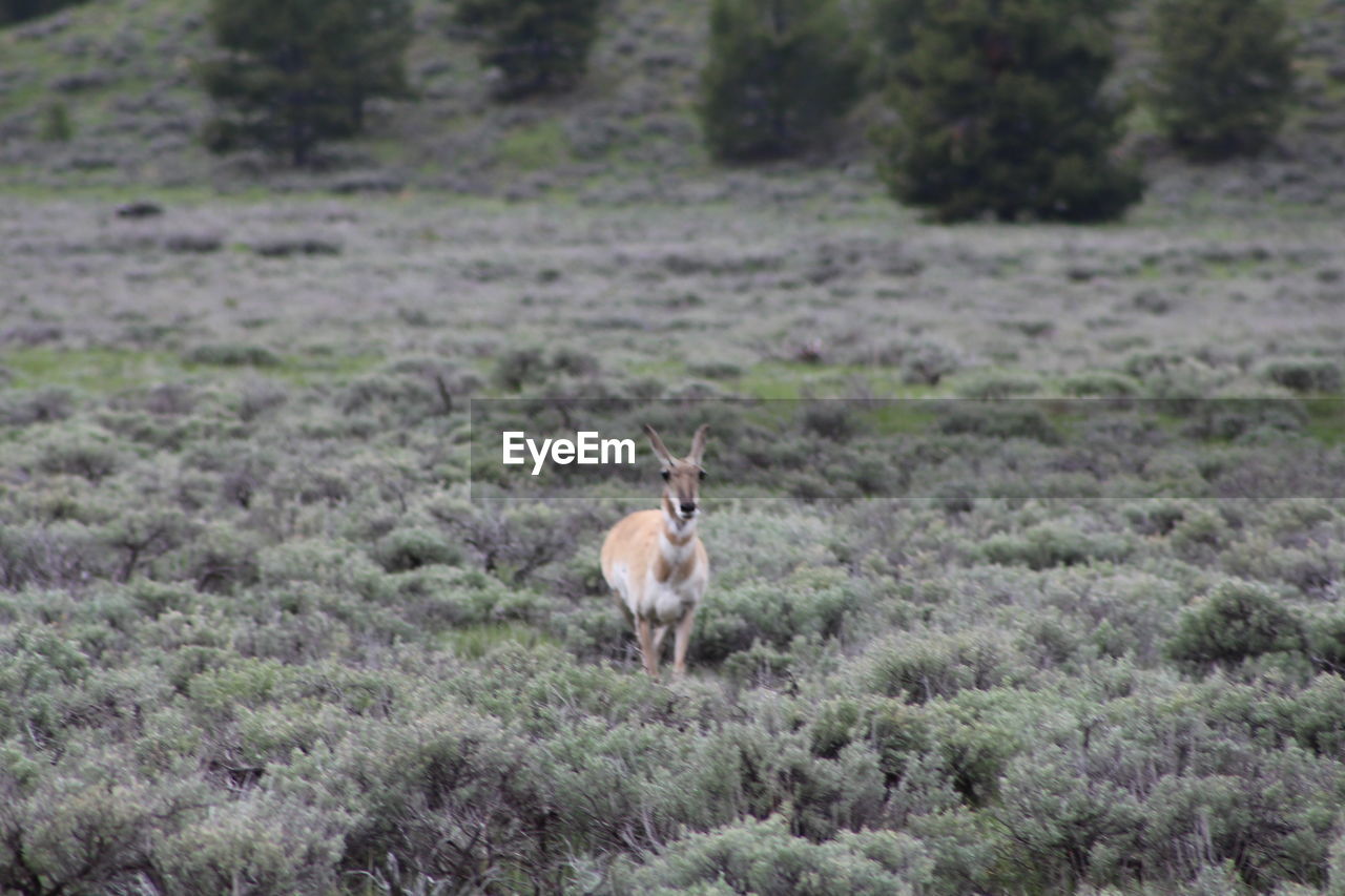 VIEW OF A SHEEP ON FIELD