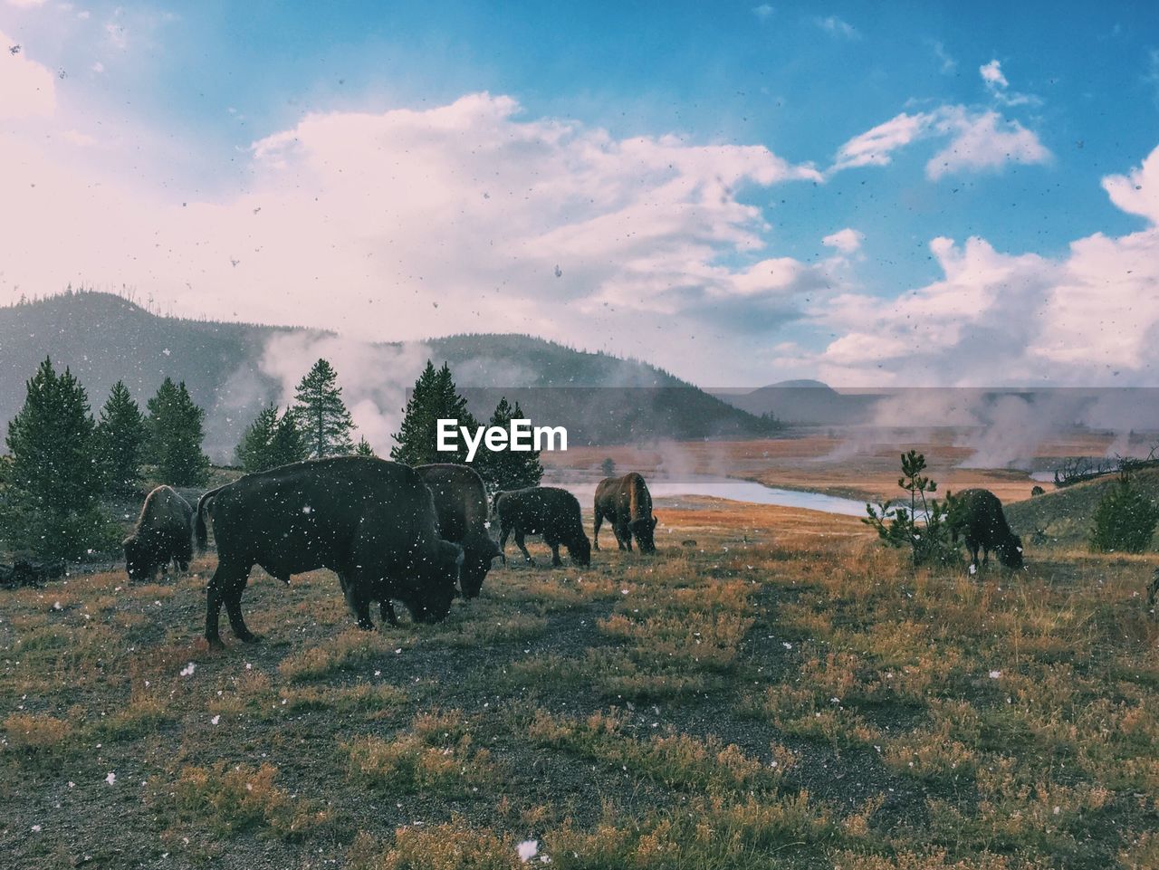 Bison grazing on field against cloudy sky during winter season at yellowstone national park