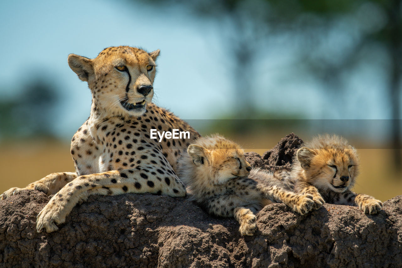 Cheetah with cubs lying on termite mound