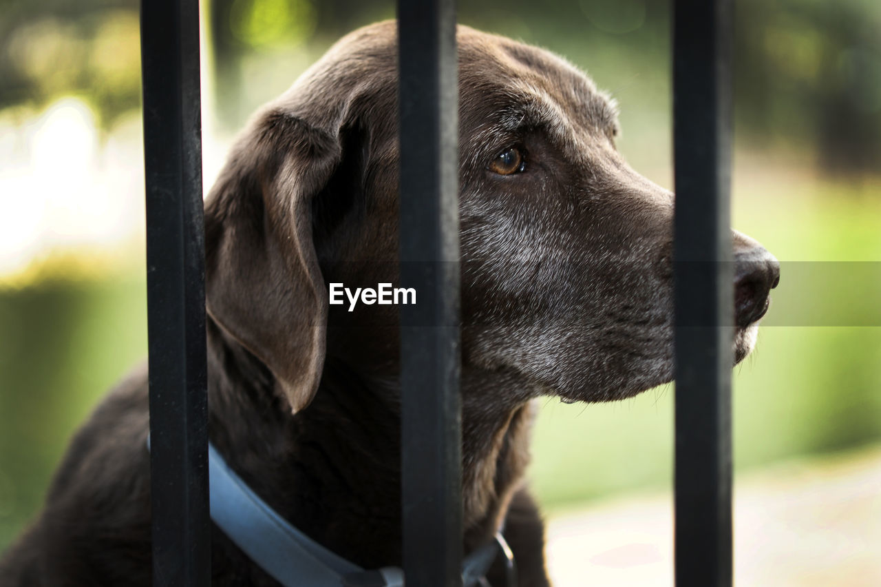 Close-up of dog behind fence