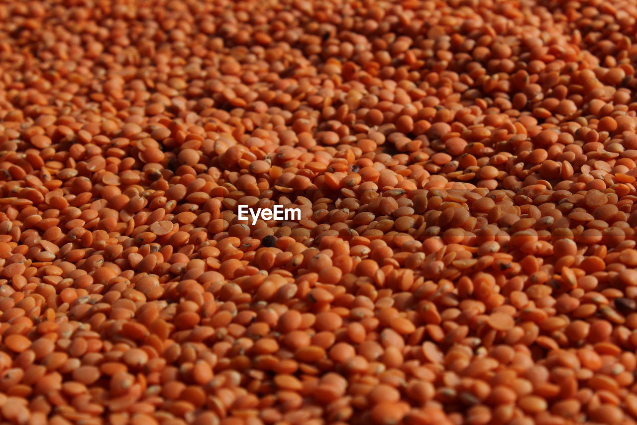 Red lentils / red dal or maisoor dal in the ground with black background