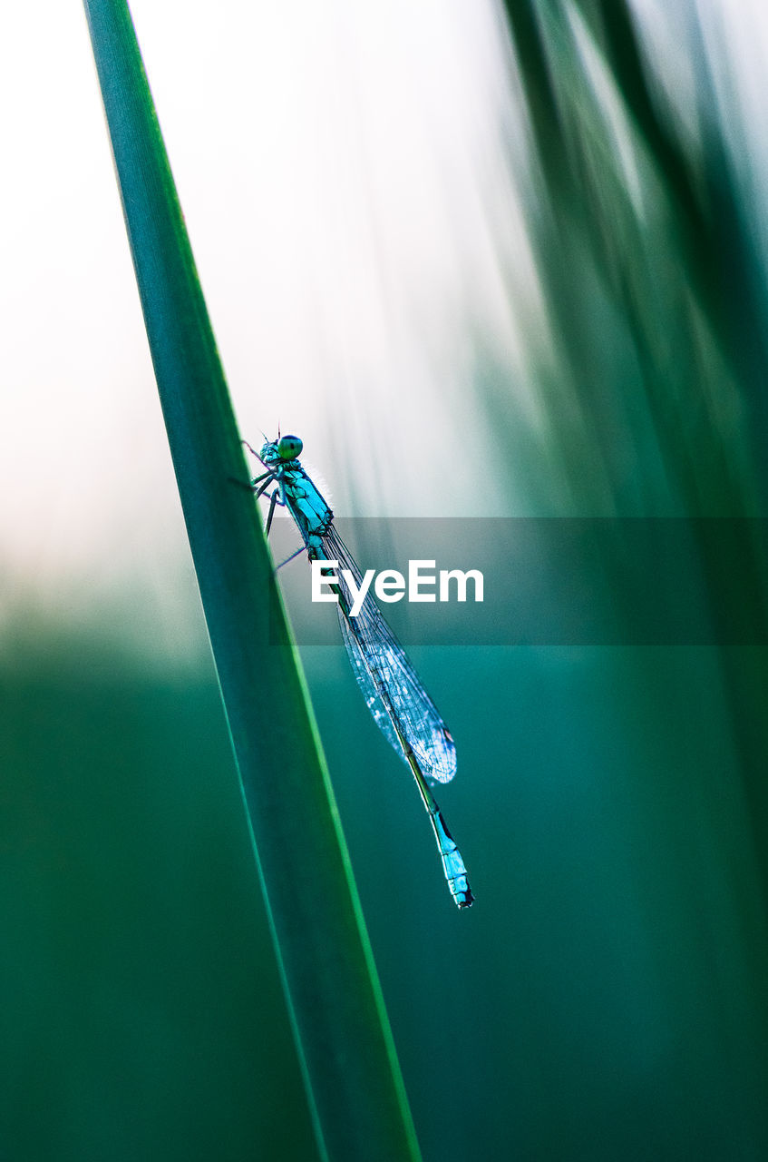 Close-up of damselfly on grass