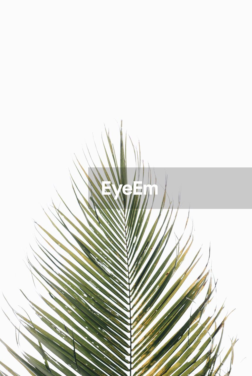 LOW ANGLE VIEW OF PLANTS
