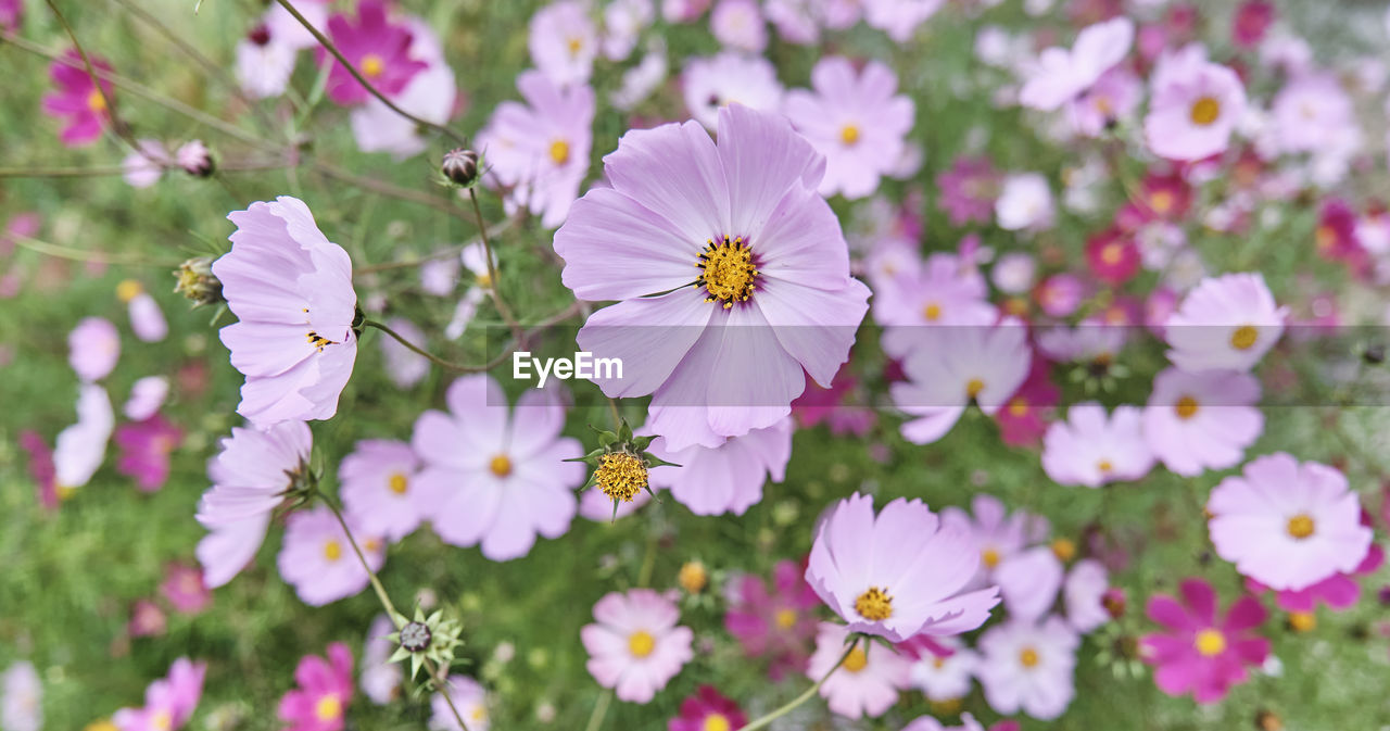 CLOSE-UP OF PINK COSMOS FLOWERS GROWING ON FIELD