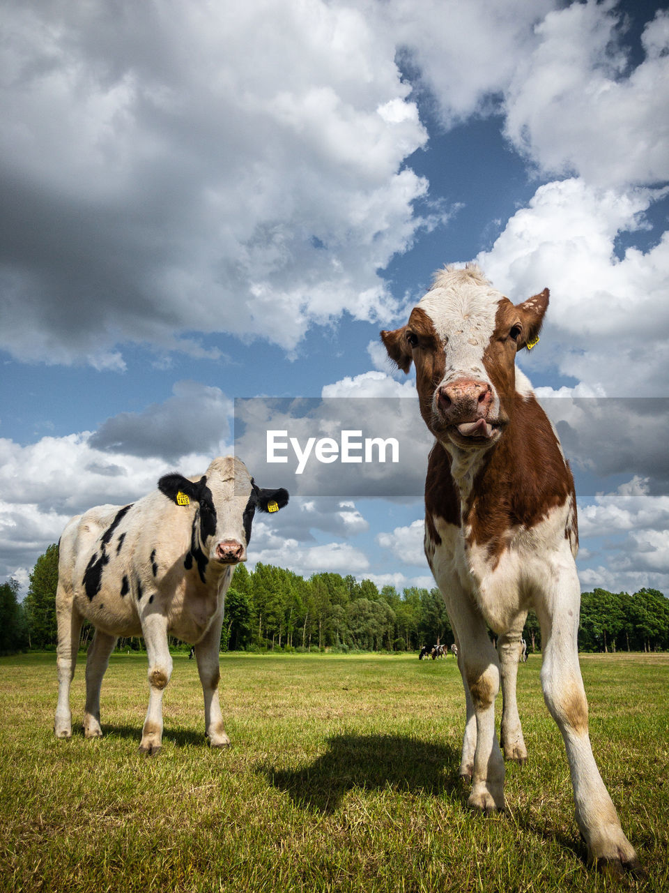 Cows standing in a field