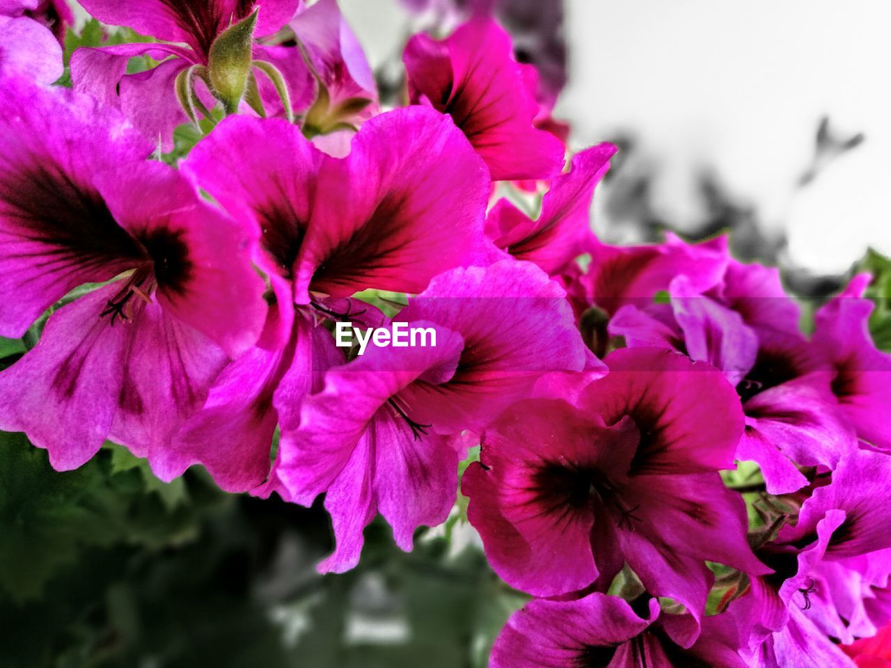 Close-up of pink flowers