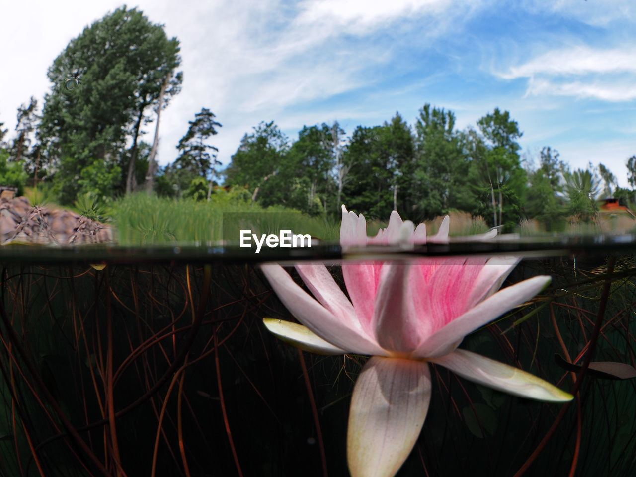 CLOSE-UP OF PINK LOTUS WATER LILY IN PARK