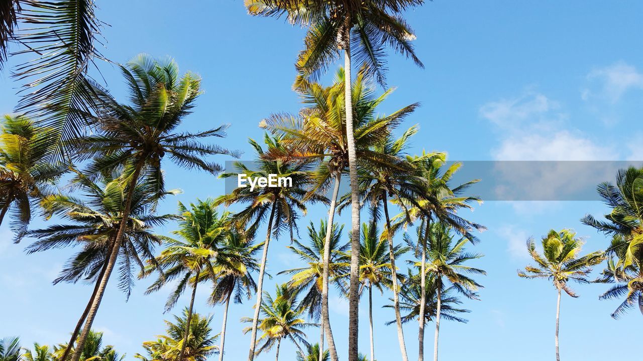 Low angle view of palm trees against clear blue sky