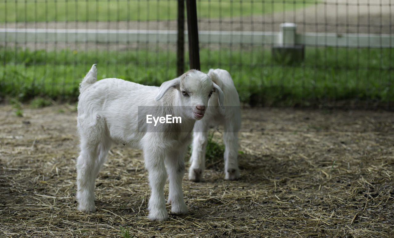 Adorable baby kid on a farm in chattanooga tennessee