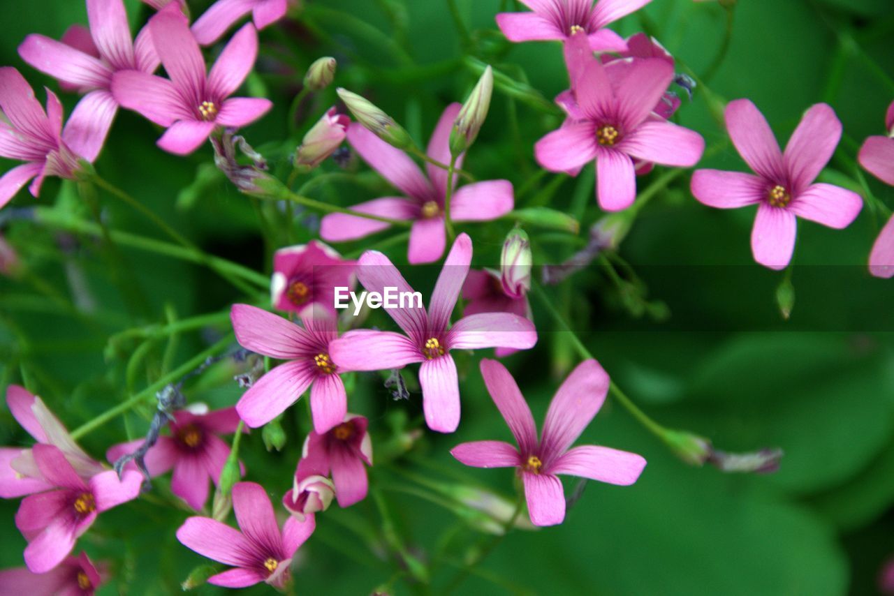 flower, flowering plant, plant, beauty in nature, pink, freshness, close-up, petal, nature, fragility, plant part, flower head, leaf, inflorescence, no people, blossom, growth, wildflower, magenta, springtime, botany, macro photography, outdoors, purple, summer, green, focus on foreground, environment, day, multi colored