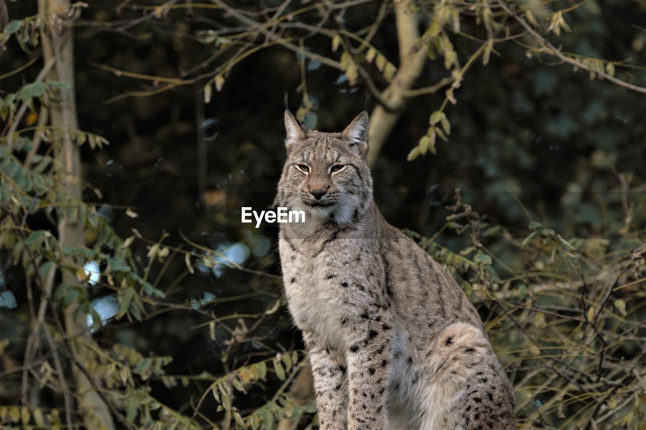 PORTRAIT OF CAT BY TREE