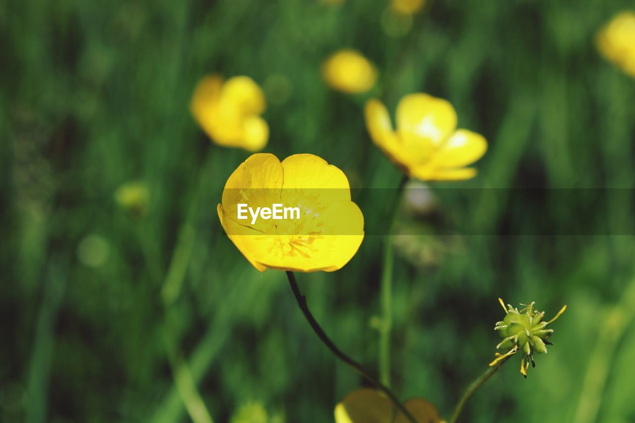 Close-up of yellow flowering plant