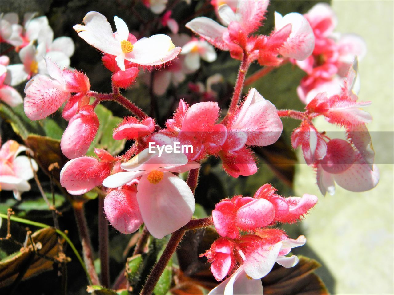 CLOSE-UP OF FRESH PINK FLOWERS BLOOMING IN GARDEN