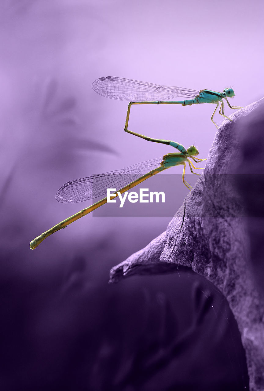 purple, macro photography, close-up, insect, animal, nature, one animal, animal themes, no people, animal wildlife, violet, plant, animal body part, magnification, blue, dragonfly