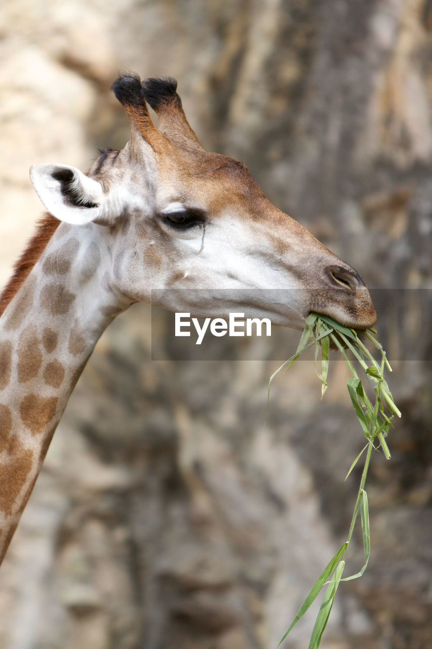 Giraffe eating