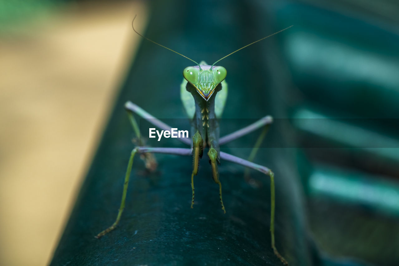 CLOSE-UP OF HOUSEFLY