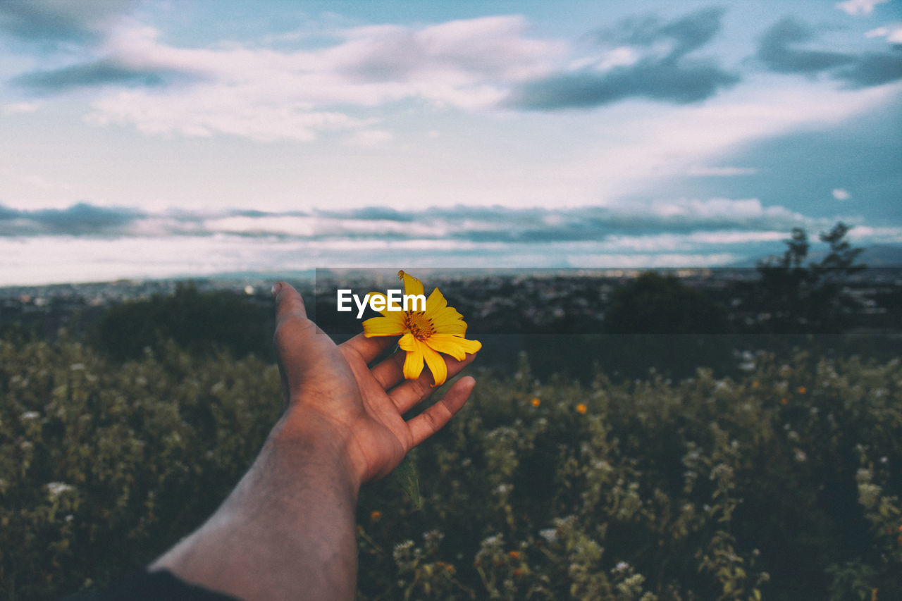 Close-up of hand holding yellow flower against sky