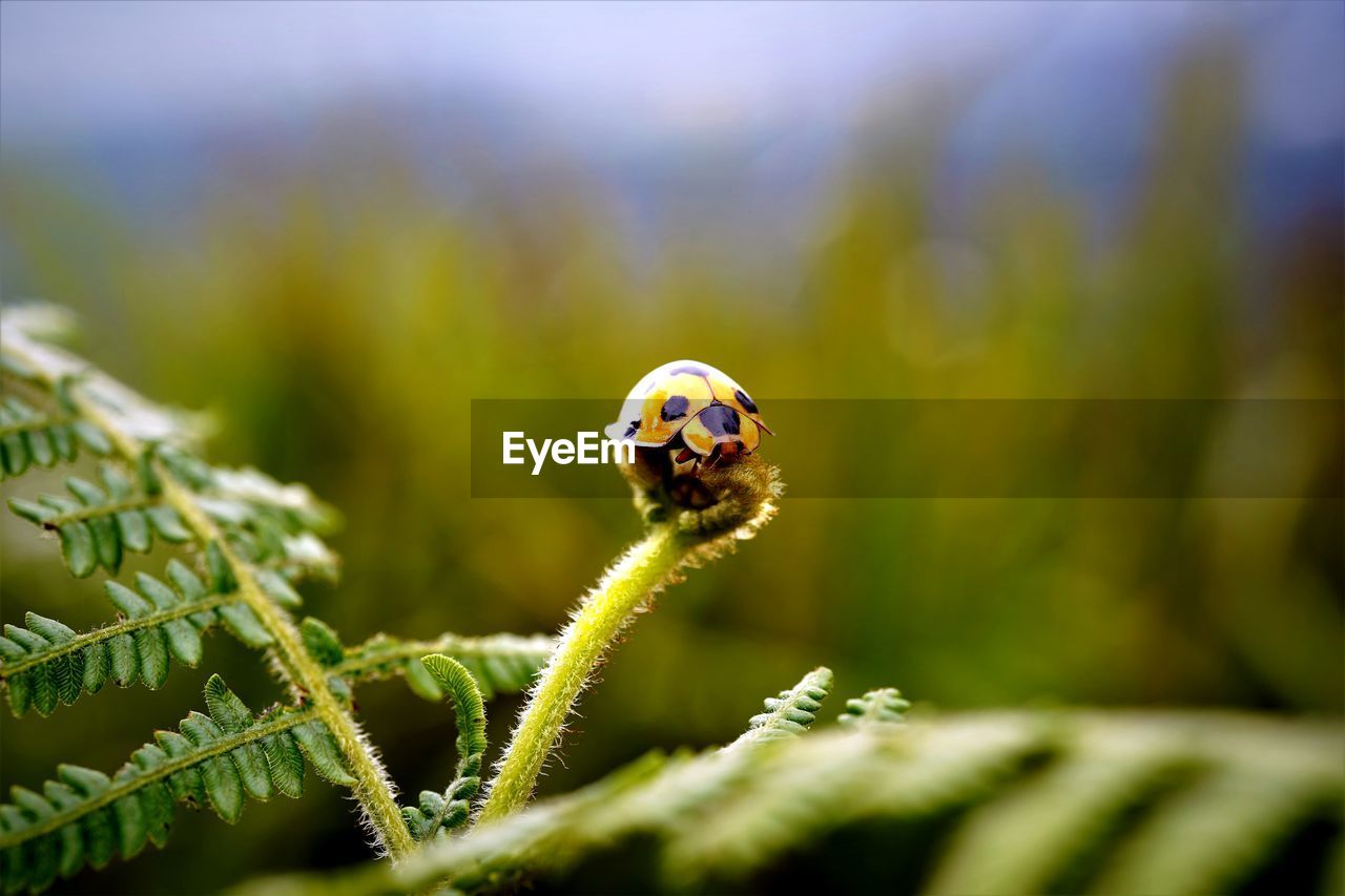 Close-up of giant bamboo ladybird on host plant